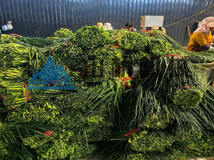 熱泵烘干工藝揭秘:鎖住香蔥鮮綠本味(圖1) 熱泵烘干工藝揭秘:鎖住香蔥鮮綠本味(圖1)